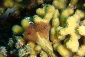 Reef Diving in Playa del Carmen
