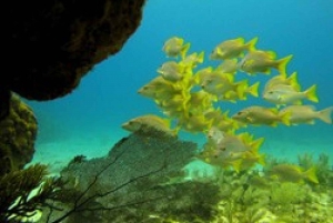 Reef Diving in Playa del Carmen