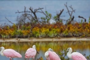 Rio Lagartos y San Felipe: Isla Cerritos, tour de aventura y cultura maya.