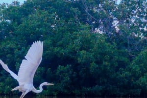 Rio Lagartos y San Felipe: Isla Cerritos, tour de aventura y cultura maya.