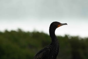 Rio Lagartos y San Felipe: Isla Cerritos, Cenote Kambulnah y Pesca.