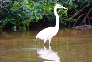 Rio Lagartos y San Felipe: Isla Cerritos, Cenote Kambulnah y Pesca.