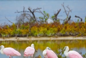 Rio Lagartos y San Felipe: Isla Cerritos, Cenote Kambulnah y Pesca.