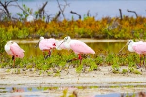 Rio Lagartos y San Felipe: Isla Cerritos, Cenote Kambulnah y Pesca.