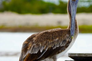 Rio Lagartos y San Felipe: Isla Cerritos, Cenote Kambulnah y Pesca.