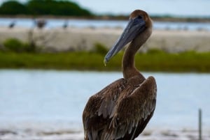 Rio Lagartos y San Felipe: Isla Cerritos, Cenote Kambulnah y Pesca.