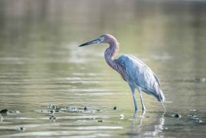 Rio Lagartos y San Felipe: Isla Cerritos, Cenote Kambulnah y Pesca.