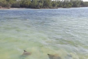 Rio Lagartos y San Felipe: Isla Cerritos, Cenote Kambulnah y Pesca.