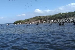 Rio Lagartos y San Felipe: Isla Cerritos, Cenote Kambulnah y Pesca.