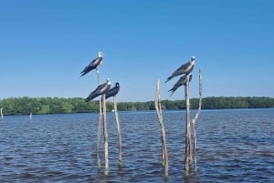 Río Lagartos: Flamingo Safari and Las Coloradas Tour