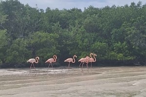 Río Lagartos: Flamingo Safari and Las Coloradas Tour