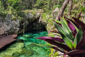 Riviera Maya: Coba, and Mariposa Cenote Trip with Lunch