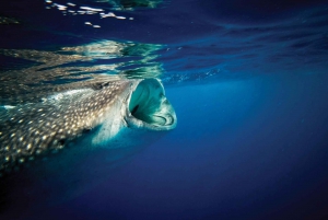 Riviera Maya: Full-Day Whale Shark Encounter