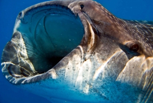 Riviera Maya: Encuentro de un día con el tiburón ballena
