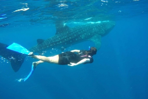 Riviera Maya: Full-Day Whale Shark Encounter