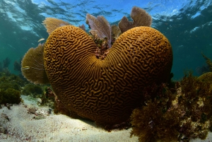 Riviera Maya: Native Park Entrance Ticket With Reef Snorkel
