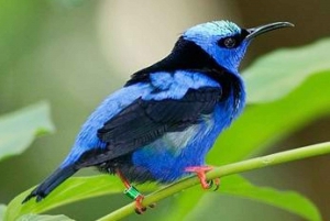 Riviera Maya: Puerto Morelos 4-Hour Bird Watching Tour