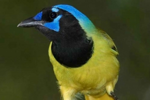 Riviera Maya: Puerto Morelos 4-Hour Bird Watching Tour