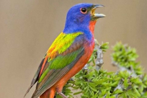 Riviera Maya: Puerto Morelos 4-Hour Bird Watching Tour
