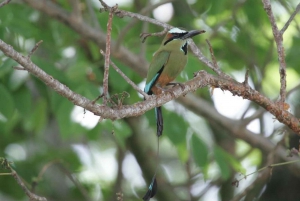 Riviera Maya: Puerto Morelos 4-Hour Bird Watching Tour