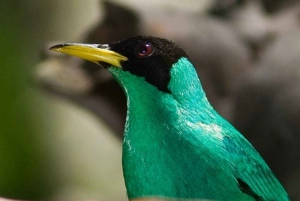 Riviera Maya: Puerto Morelos 4-Hour Bird Watching Tour