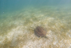 Riviera Maya: Encuentro con tortugas en la playa de Akumal