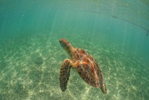 Riviera Maya: Turtles Encounter at Akumal Beach