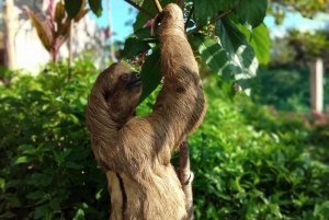 Roatán: Private Monkey and Sloth Sanctuary Tour