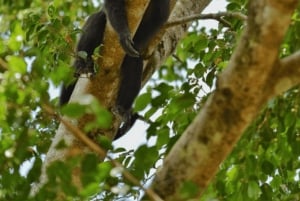 San Cristóbal: Excursión de 3 días en Kayak por la Selva Lacandona