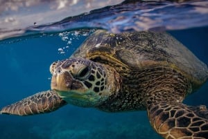 Excursión privada de Snorkel en San José del Cabo