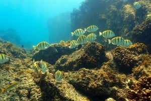 Excursión privada de Snorkel en San José del Cabo