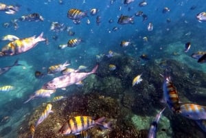 Excursión privada de Snorkel en San José del Cabo