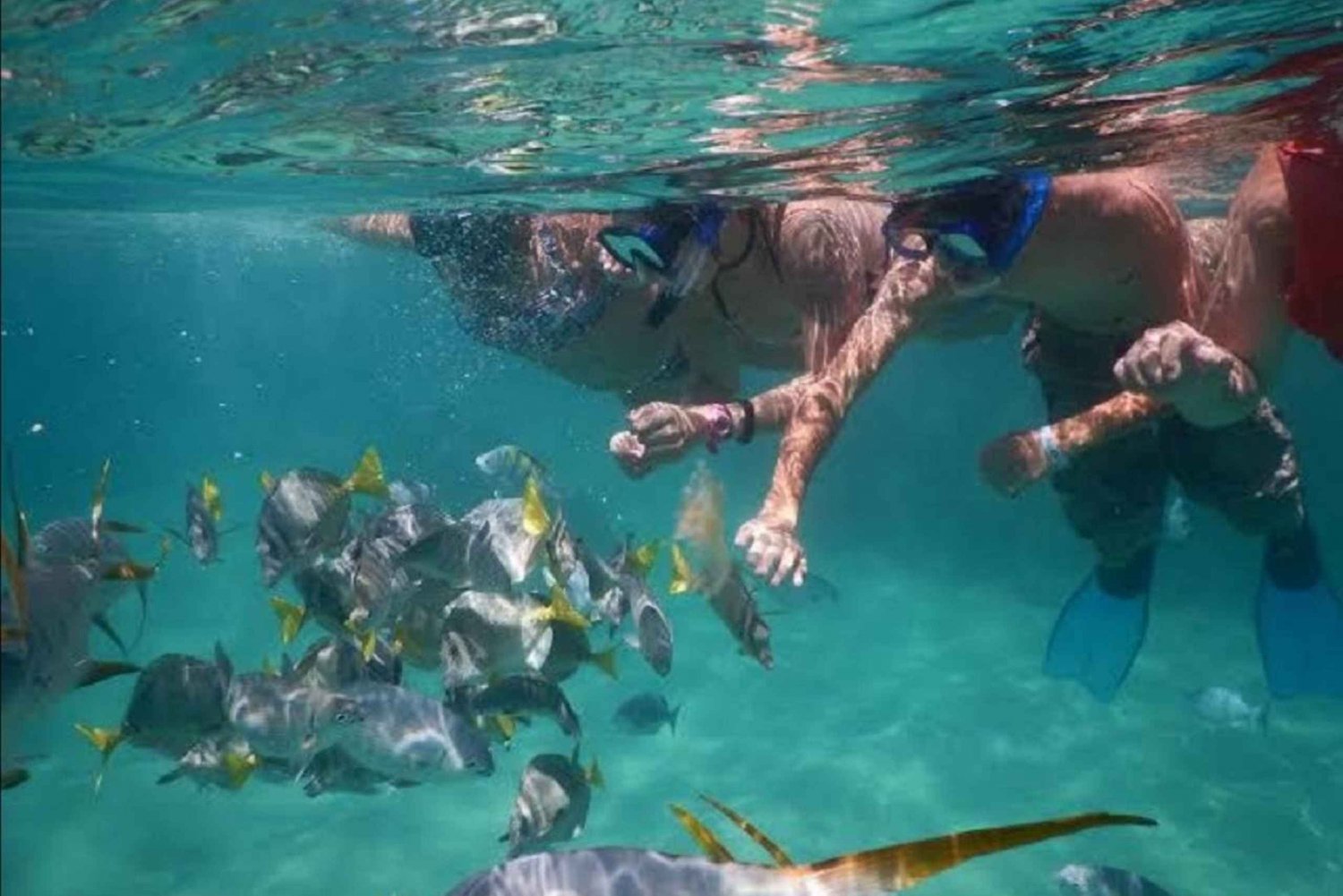 San José del Cabo: Snorkel Vida Marina