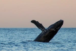 San Jose del Cabo Sunset Whale Watching