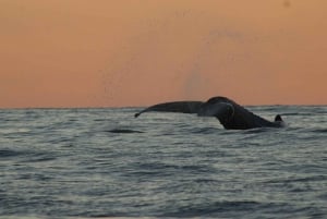 San Jose del Cabo Sunset Whale Watching