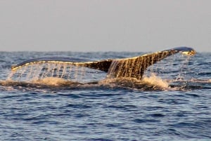 San Jose del Cabo Sunset Whale Watching