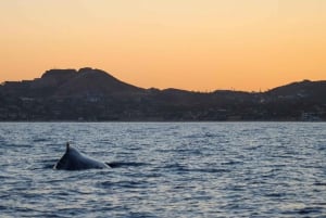 San Jose del Cabo Sunset Whale Watching