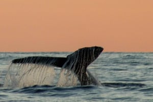 San Jose del Cabo Sunset Whale Watching