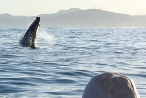 San Jose del Cabo Sunset Whale Watching