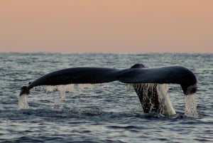 San Jose del Cabo Sunset Whale Watching