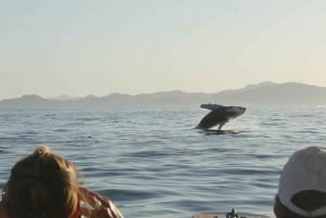 San Jose del Cabo Sunset Whale Watching