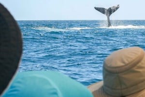 San Jose del Cabo Sunset Whale Watching