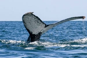 San Jose del Cabo Sunset Whale Watching