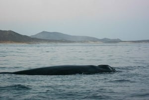 San Jose del Cabo Sunset Whale Watching