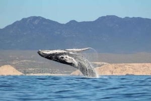 San José del Cabo: Whale Watching Experience