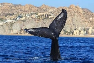 San José del Cabo: Whale Watching Experience