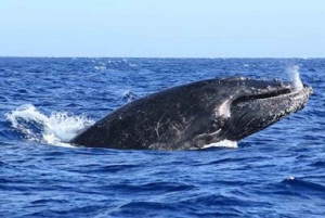 San José del Cabo: Whale Watching Experience