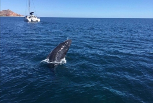 San José del Cabo: Whale Watching Experience