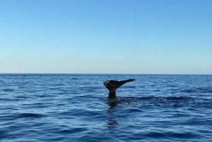 San José del Cabo: Whale Watching Experience