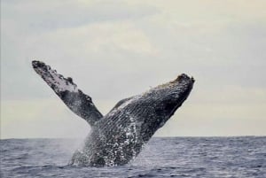 San José del Cabo: Whale Watching Experience